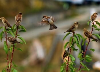 چڑیا کے عالمی دن پر کراچی کے شہریوں کو چڑیا کی تلاش