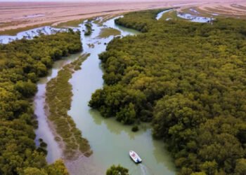 مینگرووز : سائبیرین پرندوں کی نقل مکانی کی عارضی پناہ گاہیں